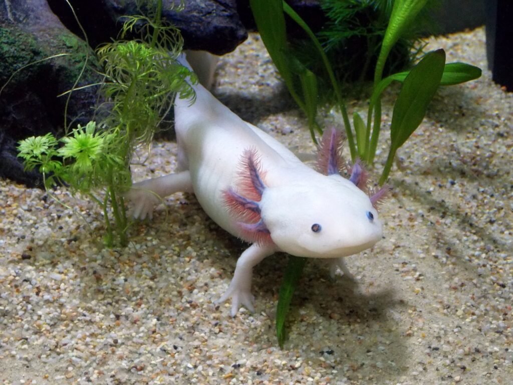 8 Most Endangered Animals in the World: A Race Against Extinction 4 A pink Axolotl swimming in a freshwater lake in Mexico