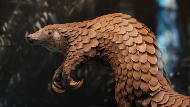 8 Most Endangered Animals in the World: A Race Against Extinction 8 A Pangolin curled up in defense, covered in tough protective scales.
