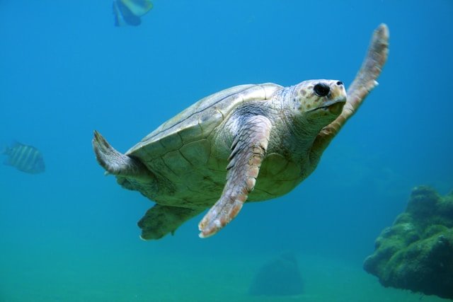 8 Most Endangered Animals in the World: A Race Against Extinction 7 A Yangtze Giant Softshell Turtle basking on the riverbank, one of the last of its kind