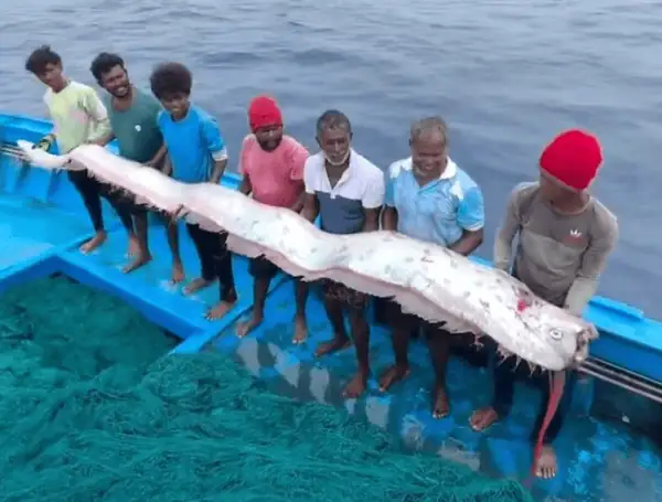 Rare doomsday fish ओअरफिश found on the coast of Tamil Nadu by local fishermen
