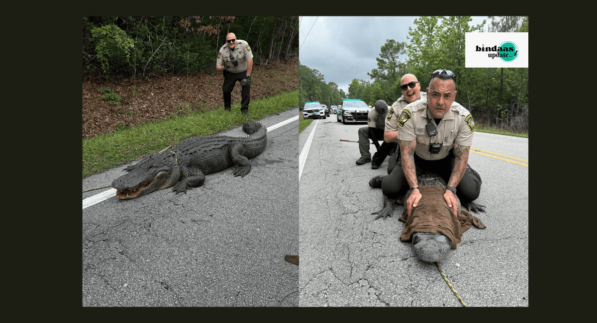 181-kg alligator blocks North Carolina road as deputies wrangle Pepe the Gator in viral photo